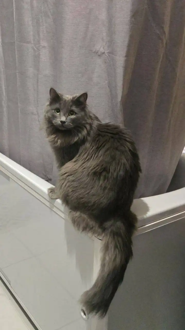 Потерялся кот Пепел в Иркутске - Животные в Иркутск