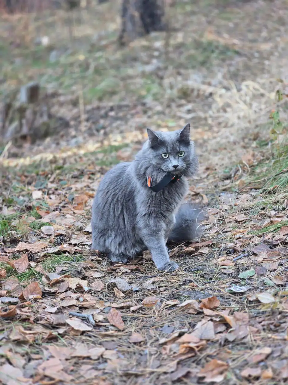 Потерялся кот Пепел в Иркутске - Животные в Иркутск