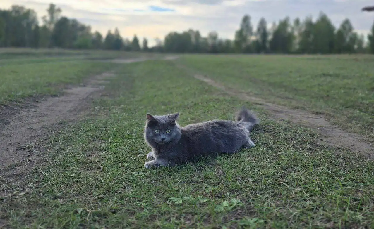 Потерялся кот Пепел в Иркутске - Животные в Иркутск
