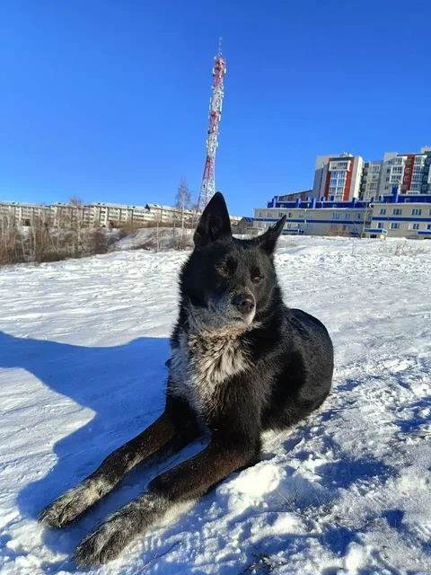 Найден пёс в Топкинском районе Иркутска - Собаки в Иркутск