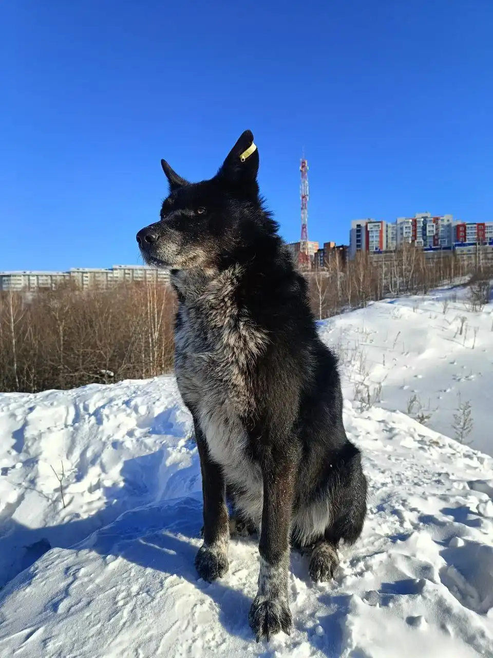 Найден пёс в Топкинском районе Иркутска - Собаки (Животные) в Иркутск