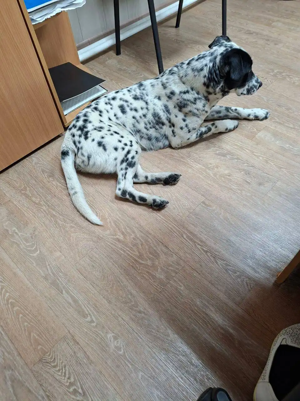 Потерявшаяся собака найдена в Иркутске - Животные в Иркутск