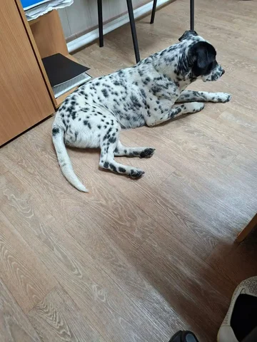 Потерявшаяся собака найдена в Иркутске - Животные в Иркутск