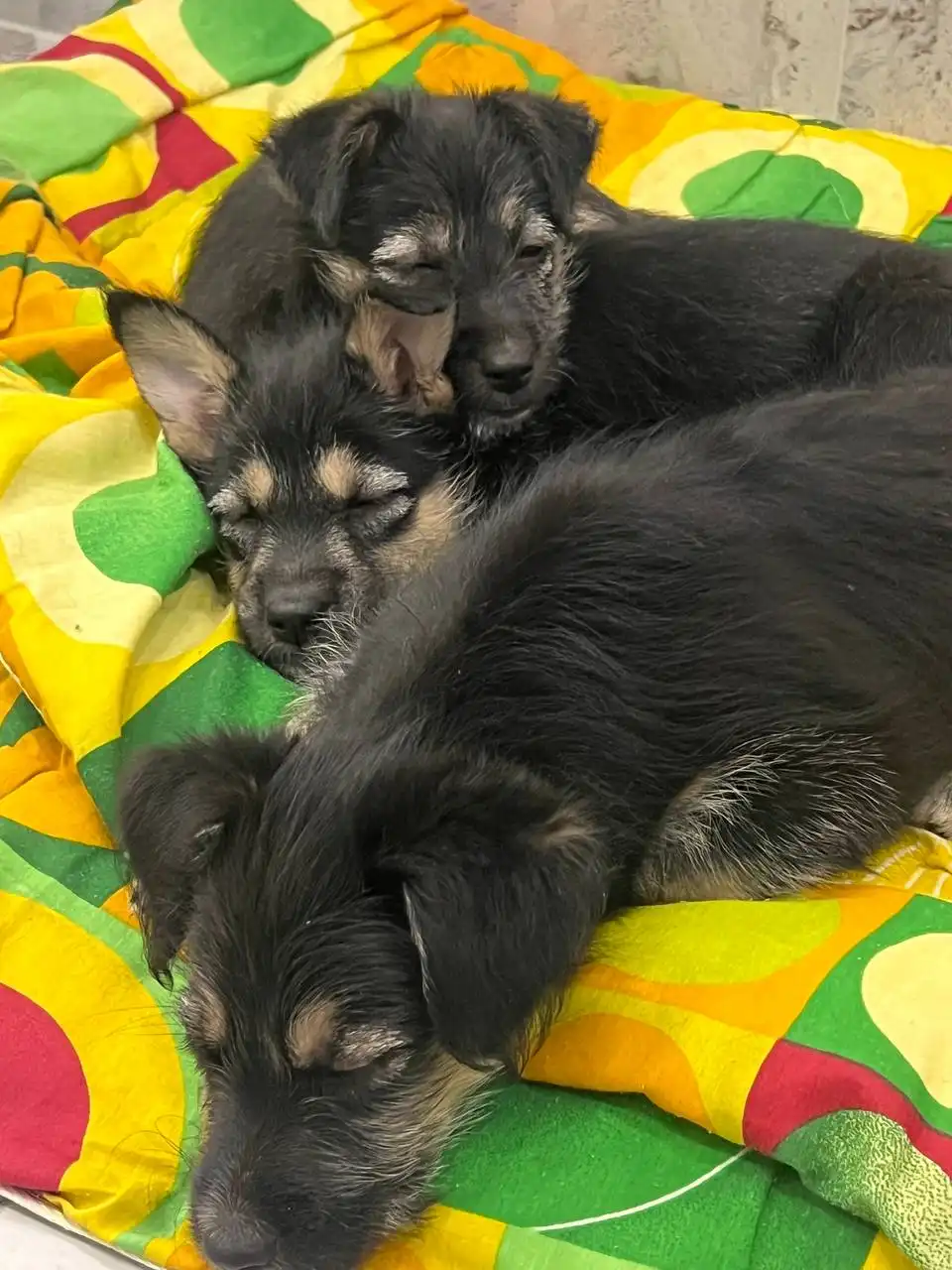 Поиск передержки для щенка в Иркутске - Передержка (Животные) в Иркутск