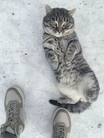 Поиск передержки для котика в Усолье - частное объявление в Усолье