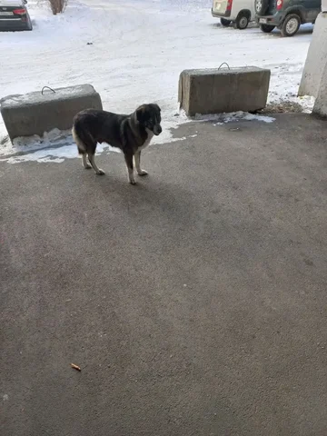 Проблема с бездомной собакой и щенками в Иркутске - Животные в Иркутск