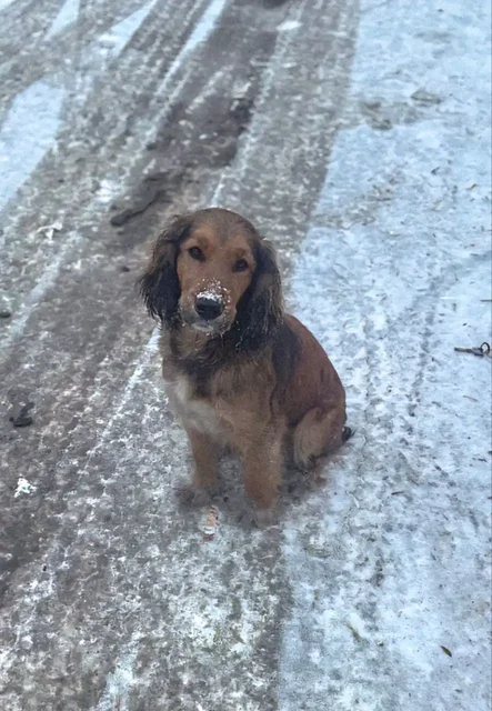 Срочно нужна передержка для собаки породы Кокер-спаниель - Собаки в Иркутск