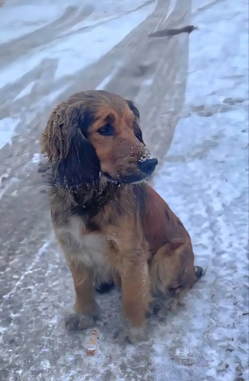 Срочно нужна передержка для собаки породы Кокер-спаниель - Собаки (Животные) в Иркутск