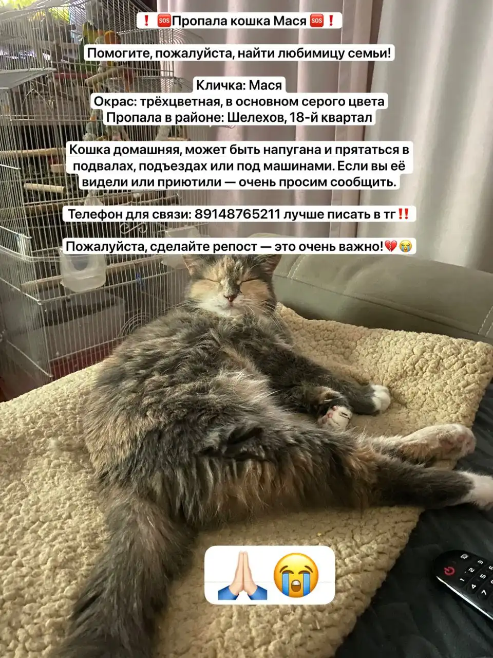 Потеряшка в Шелехове - Потерянные животные (Животные) в Шелехов