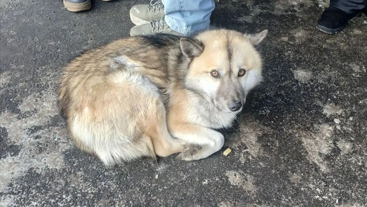 Потерявшаяся собака в районе ост. Роща - Потерянные животные (Животные) в Иркутск