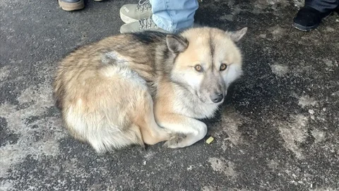 Потерявшаяся собака в районе ост. Роща - Животные в Иркутск