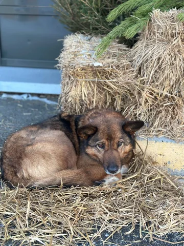 Найден кот на проспекте маршала Жукова - частное объявление в Иркутск
