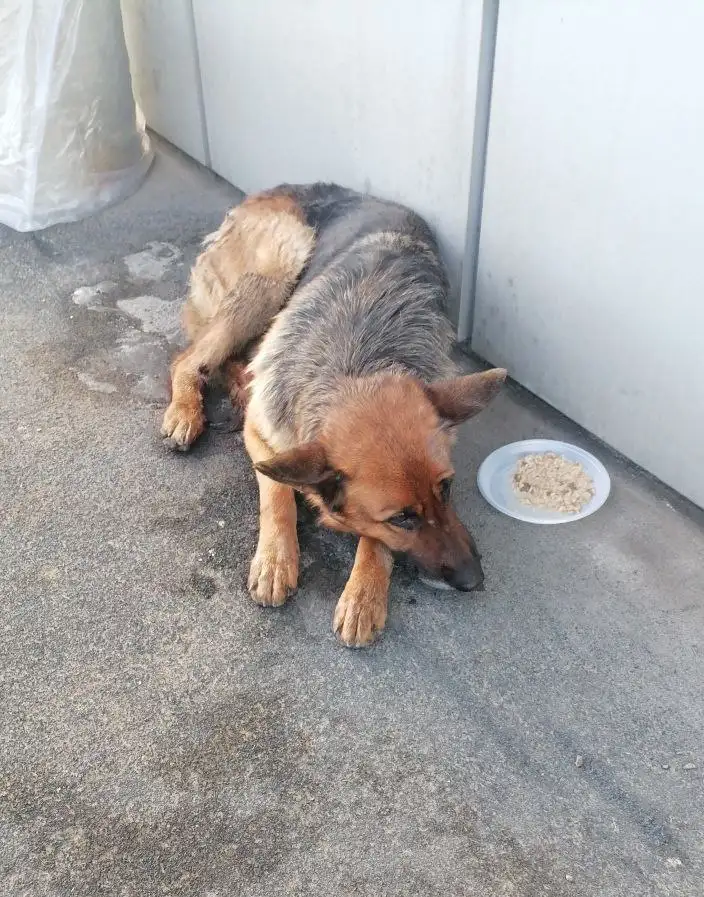 Найден раненый немец в Мамонах - Собаки (Животные) в Мамоны