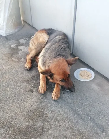 Найден раненый немец в Мамонах - частное объявление в Мамоны