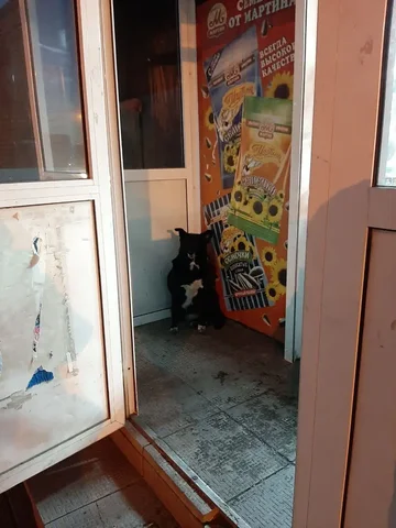 Потерянный пёсель в Иркутске - частное объявление в Иркутск