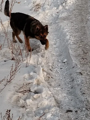Потерявшийся пес в Иркутске у ЖД путей - частное объявление в Иркутск