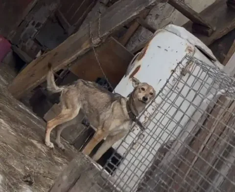 Срочно нужна передержка для собаки в Иркутске - частное объявление в Иркутск