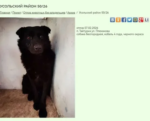 Потерянные собаки в приюте К9 Иркутск - частное объявление в Иркутск
