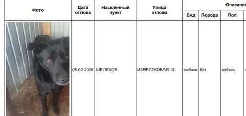 Найдены потерянные собаки в Шелехове - частное объявление в Шелехов