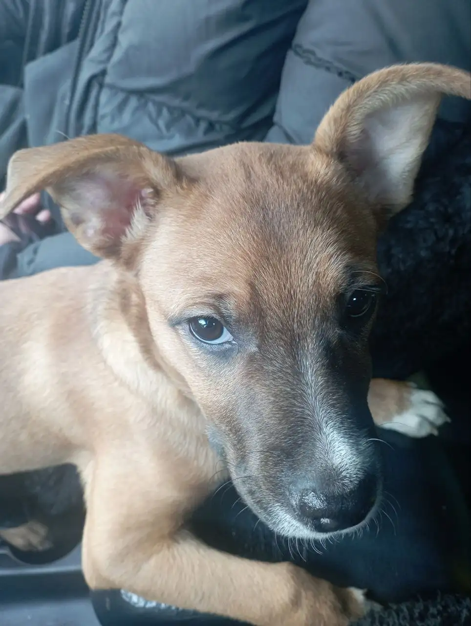 Найденная собака в районе Рекорда в Иркутске - Собаки (Животные) в Иркутск