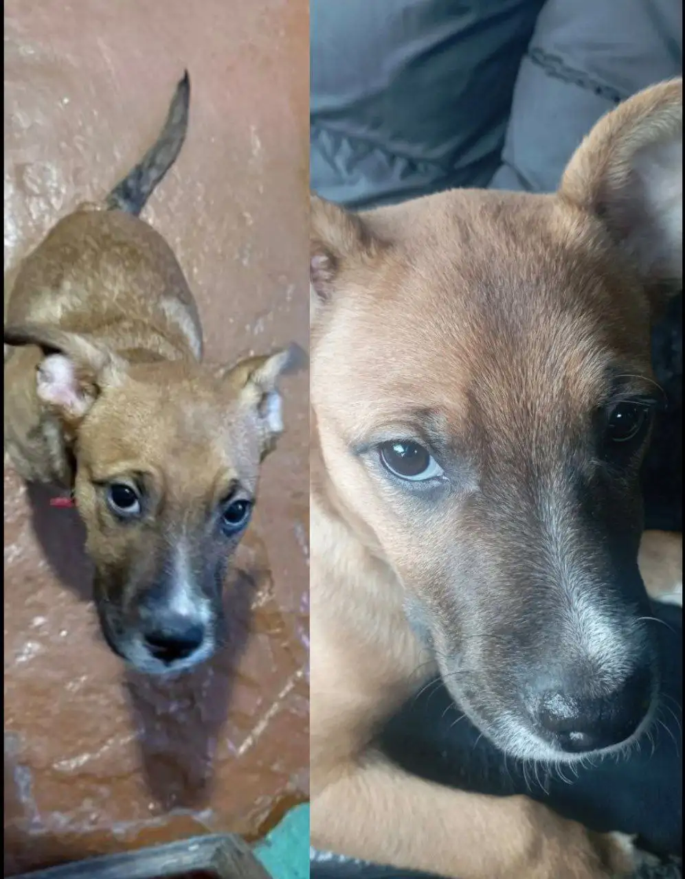 Потеряшка Иркутск Животные - Животные в Иркутск