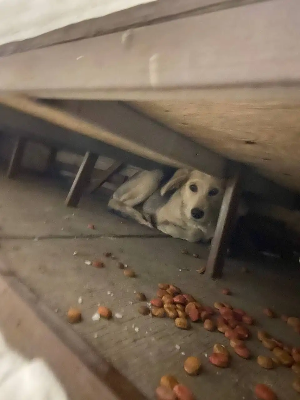 Найден щенок в Иркутске - Собаки (Животные) в Иркутск