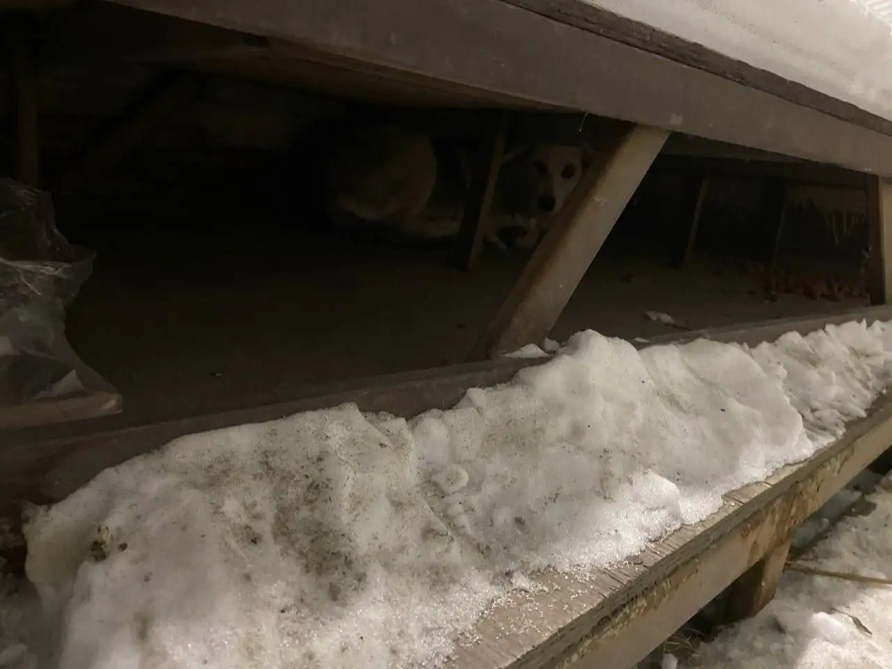 Найден щенок в Иркутске - Собаки (Животные) в Иркутск