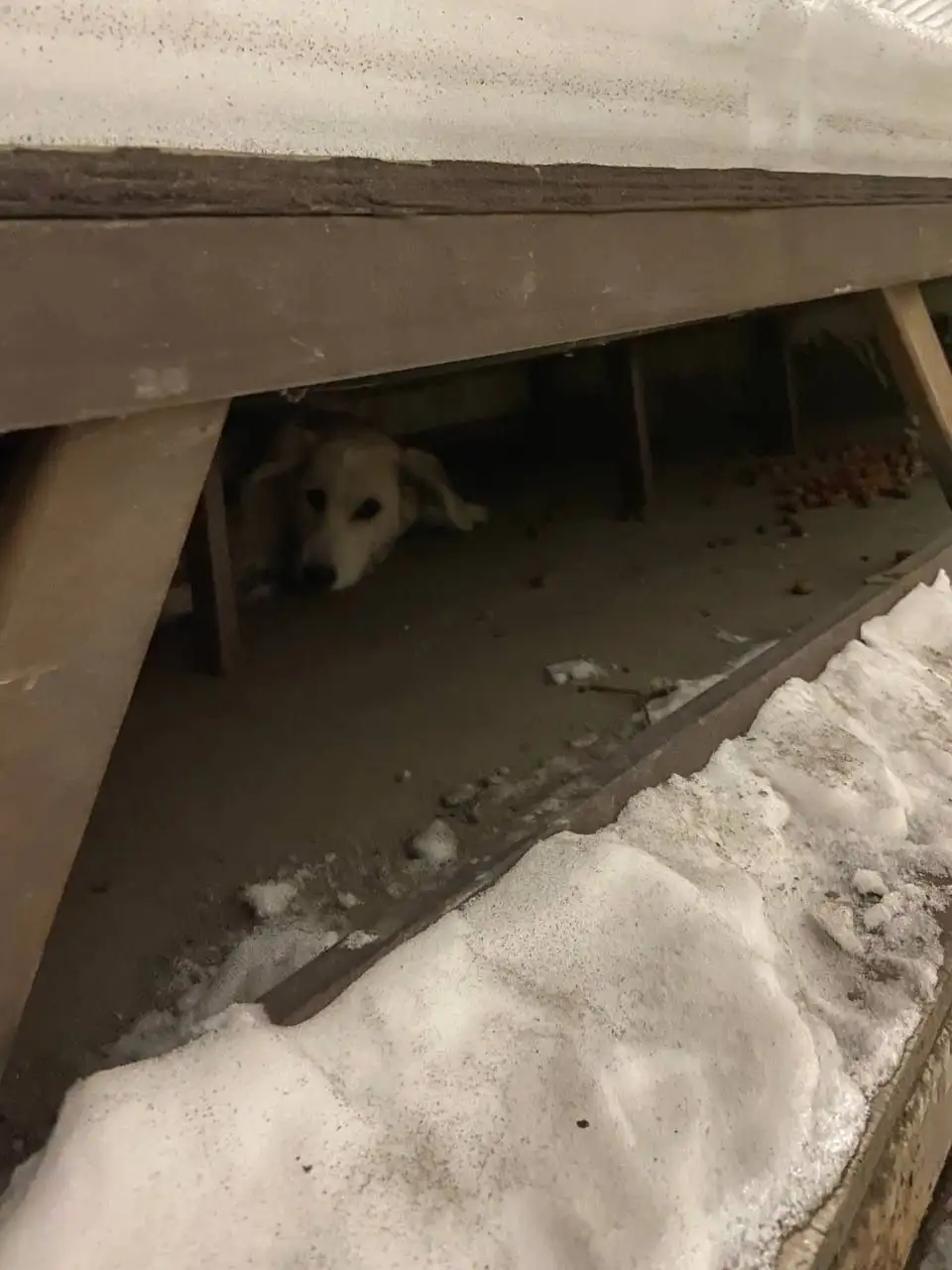 Найден щенок в Иркутске - Собаки (Животные) в Иркутск