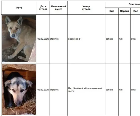 Отловленные собаки в приюте Усолье - частное объявление в Иркутск