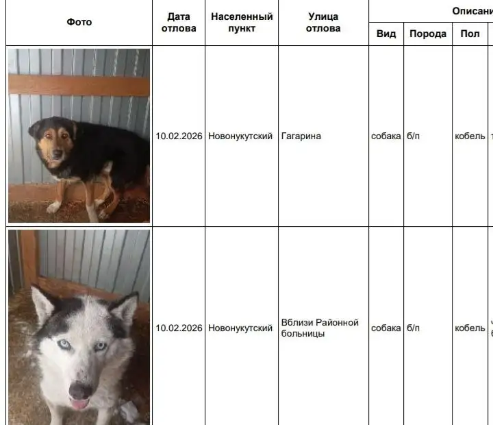 Найдены потерявшиеся собаки в Новонукутском районе - Собаки (Животные) в Усолье