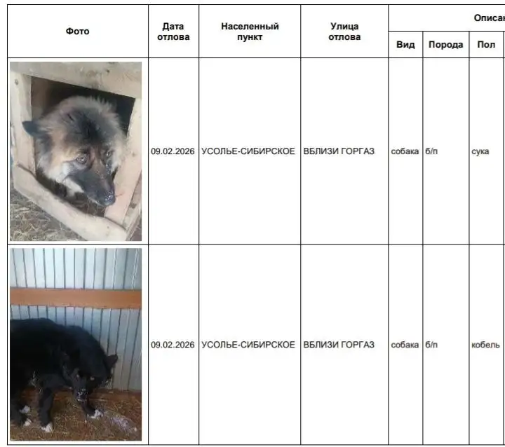Отлов собак в Усолье-Сибирском - Собаки (Животные) в Усолье-Сибирское