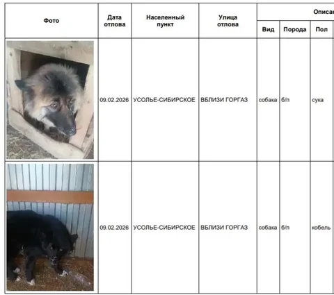 Отлов собак в Усолье-Сибирском - частное объявление в Усолье-Сибирское