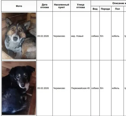 Отлов собак в Черемхово - частное объявление в Черемхово
