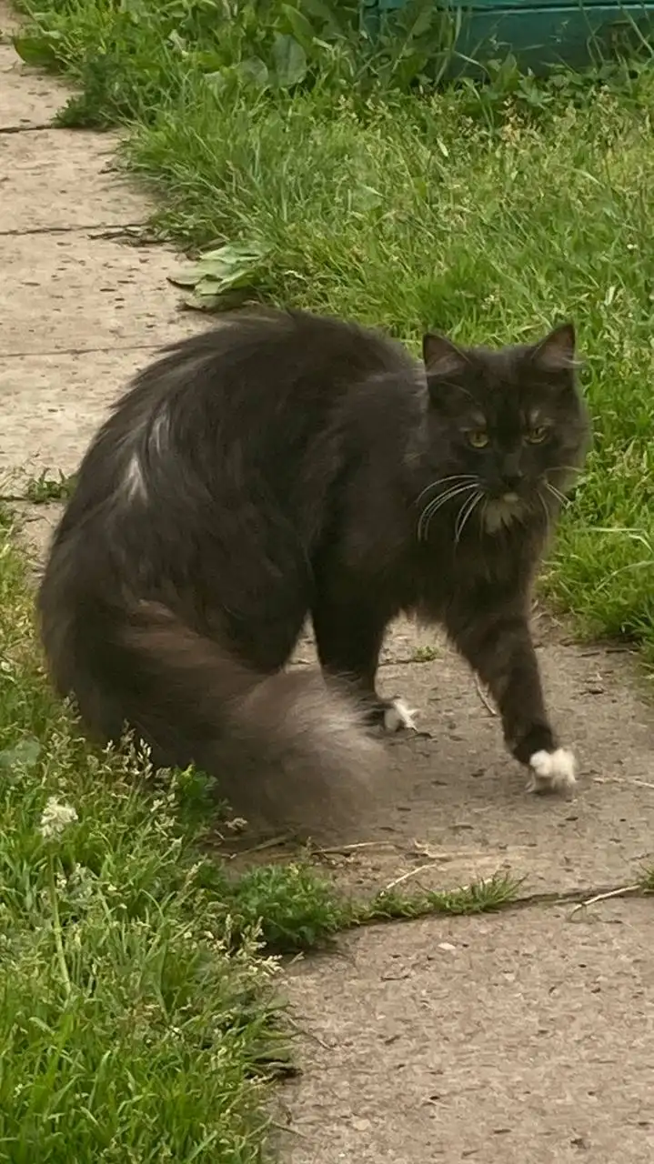 Потерян кот Кузя в СНТ Родник - Потерянные животные (Животные) в Иркутск