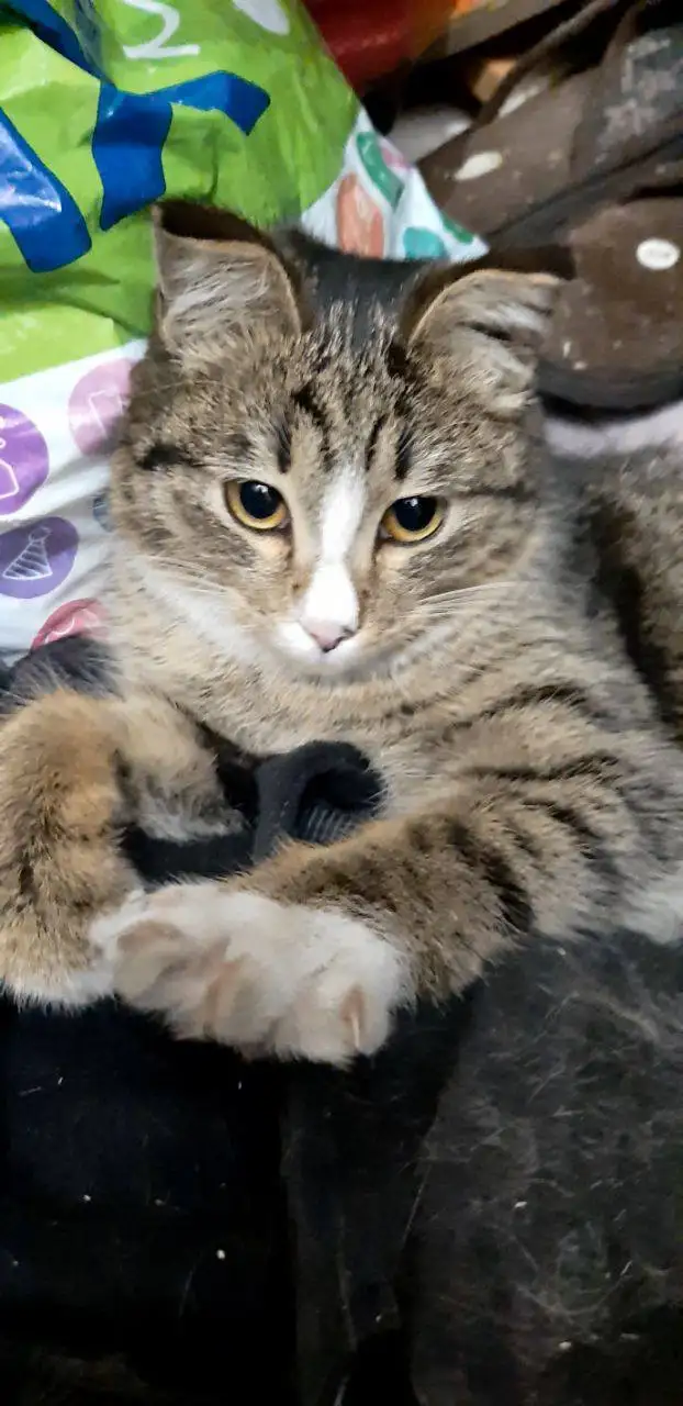 Потерявшийся котенок в Иркутске - Коты (Животные) в Иркутск