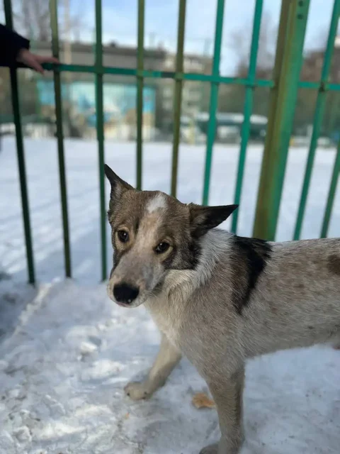 Потерявшаяся собака в Иркутске - частное объявление в Иркутск