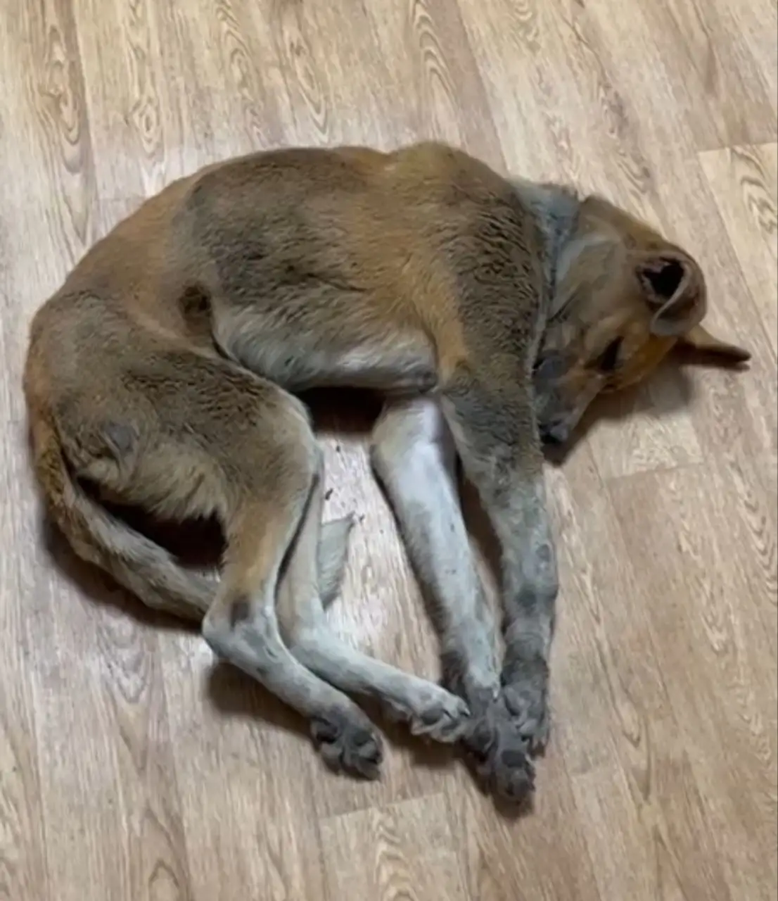 Потерянная сбитая собака под Иркутском - Потерянные животные (Животные) в Иркутск