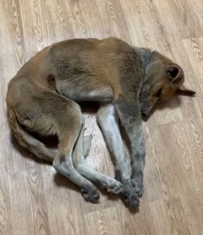 Потерянная сбитая собака под Иркутском - частное объявление в Иркутск