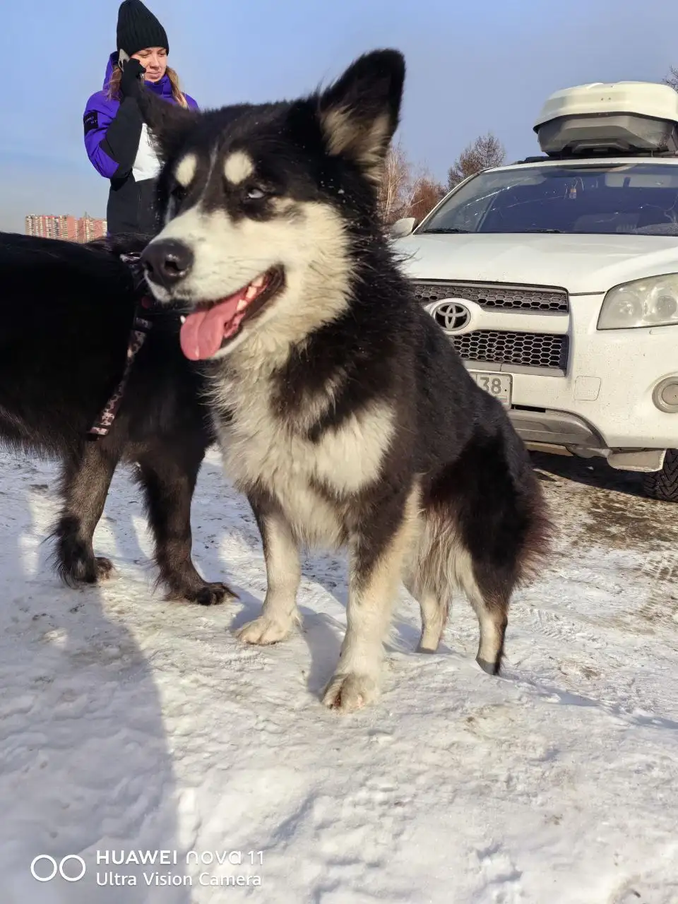 Найдена собака на ледоколе Ангара - Животные в Иркутск