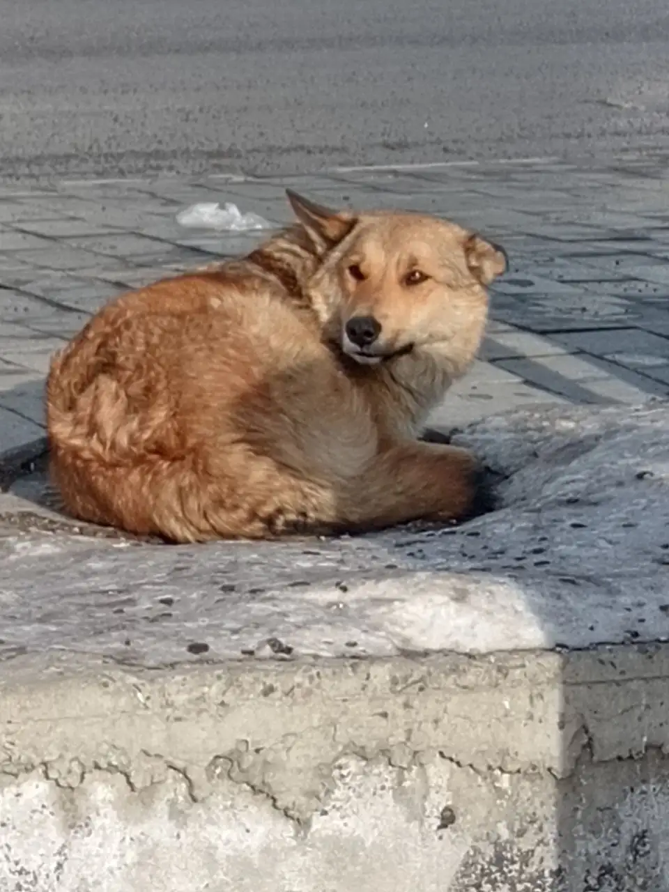 Пёсик на остановке Волжская - Потеряшки (Животные) в Иркутск