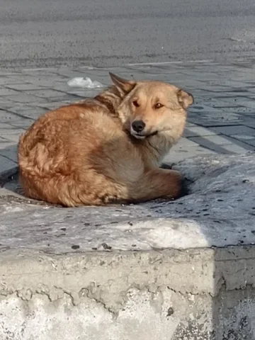 Пёсик на остановке Волжская - частное объявление в Иркутск