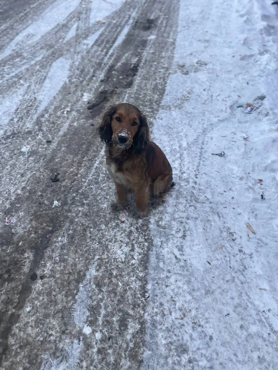 Собака нуждается в новом доме после пожара - Собаки (Животные) в Иркутск