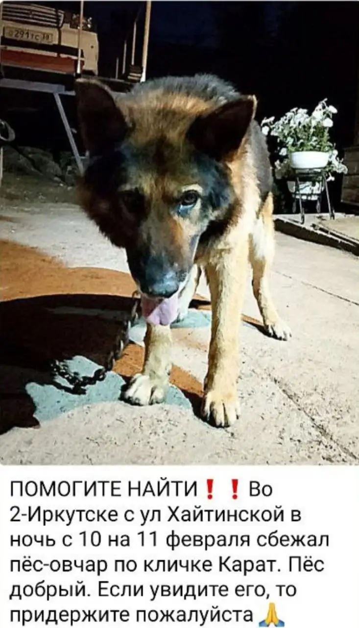 Потерялась собака КАРАТ в Иркутске - Собаки (Животные) в Иркутск