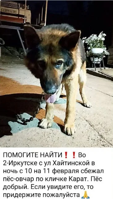 Потерялась собака КАРАТ в Иркутске - частное объявление в Иркутск