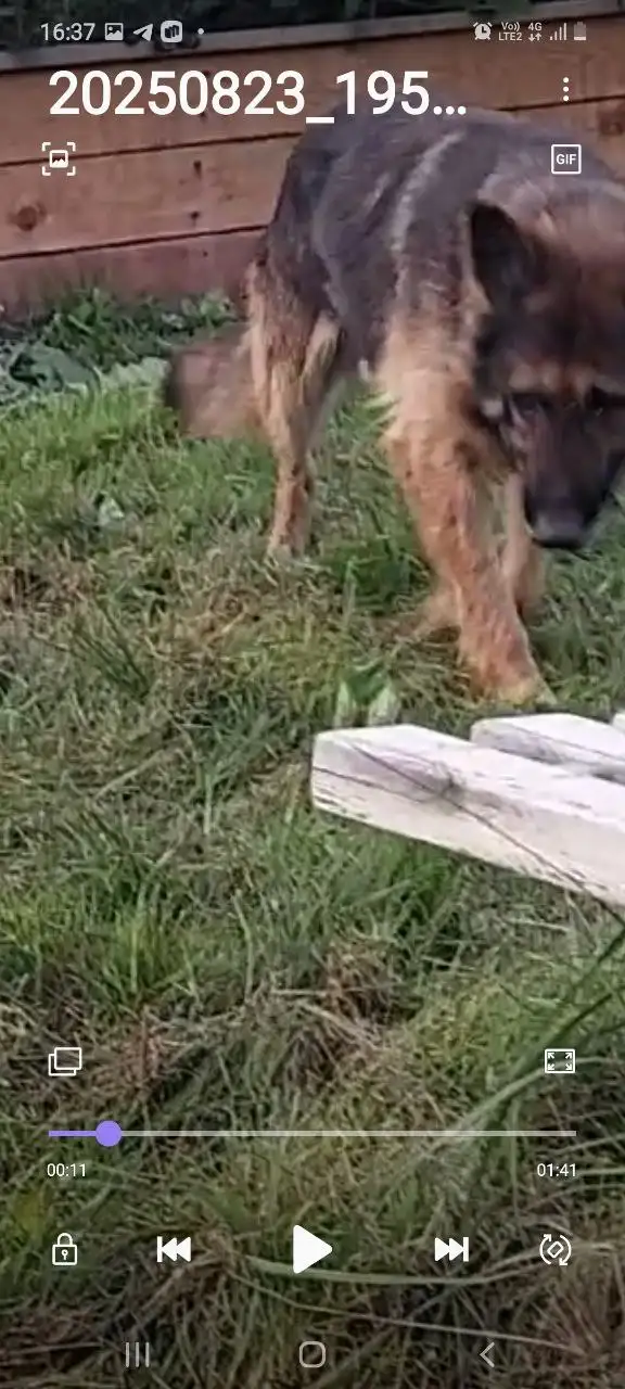 Потерялась собака КАРАТ в Иркутске - Собаки (Животные) в Иркутск