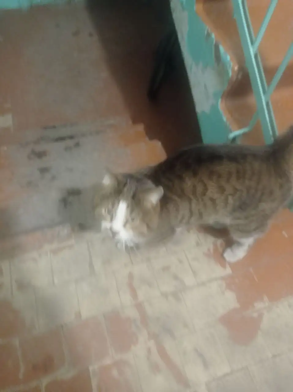 ПОТЕРЯШКА ИРКУТСК ЖИВОТНЫЕ - Животные в Иркутск