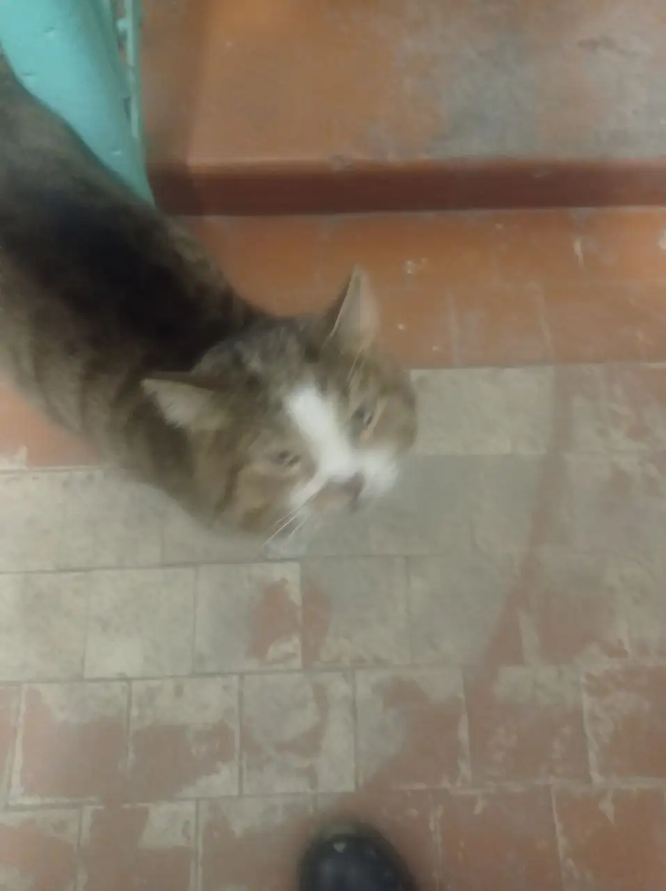 ПОТЕРЯШКА ИРКУТСК ЖИВОТНЫЕ - Животные в Иркутск