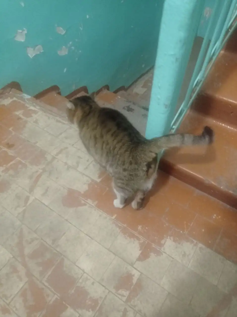 ПОТЕРЯШКА ИРКУТСК ЖИВОТНЫЕ - Животные в Иркутск