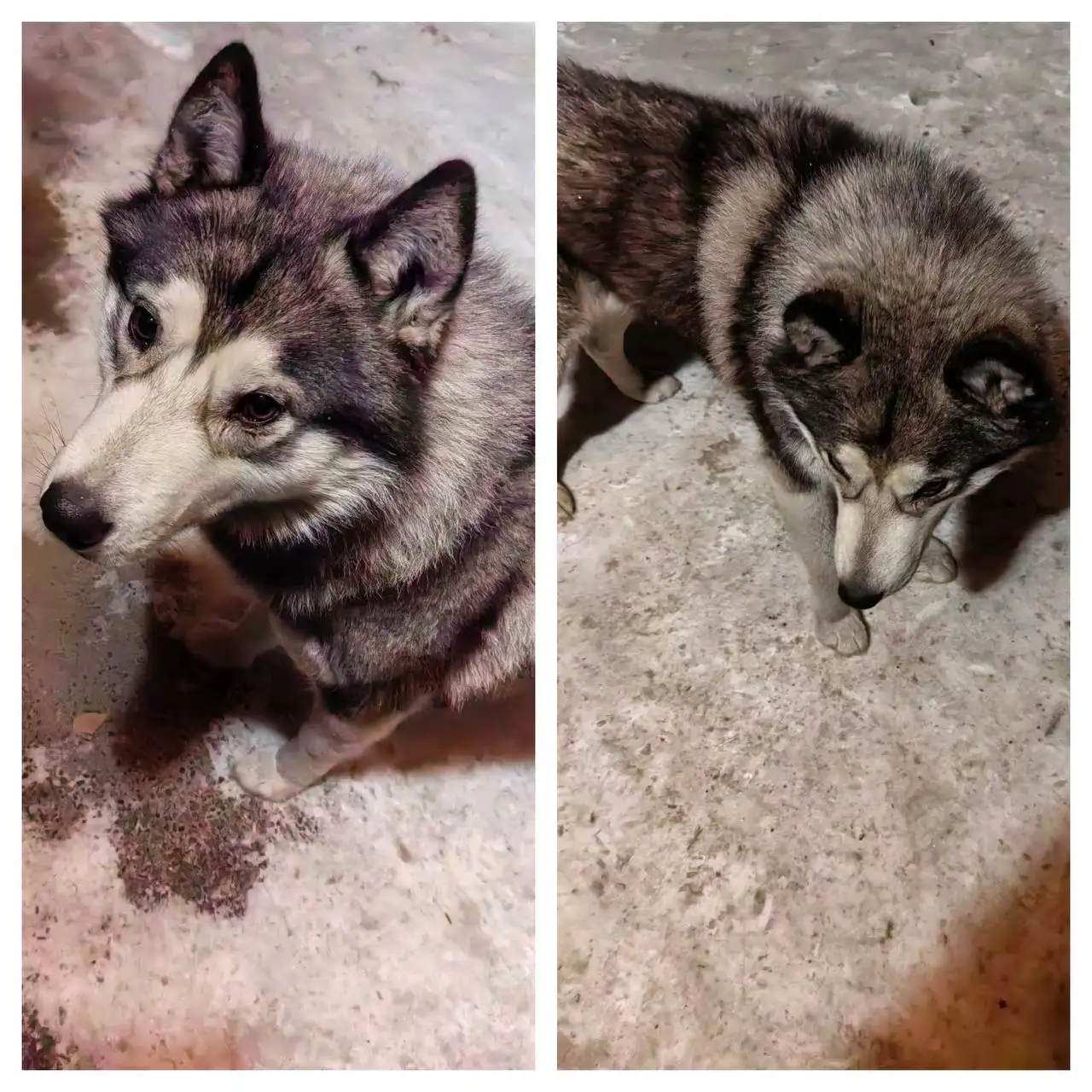 Потерянный кобель в Чистых Ключах - Животные в Чистые Ключи