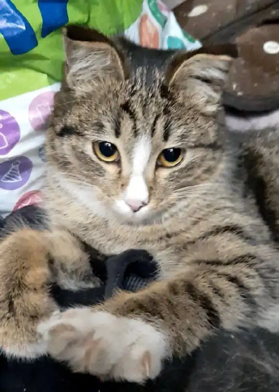 Найдена молодая кошечка в Иркутске - Кошки (Животные) в Иркутск